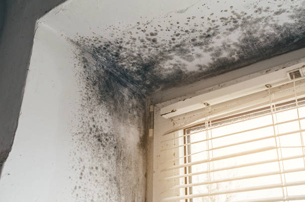 Affordable Mold Removal solutions in Fremont, NC